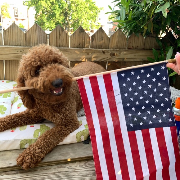 Meet your Posher, Lucy - Picture 1 of 1